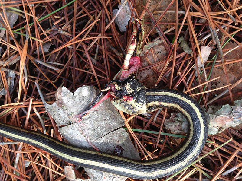 Dead garter snake