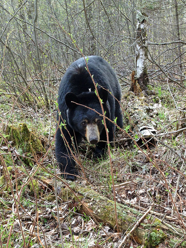 Ursula cautiously approaching
