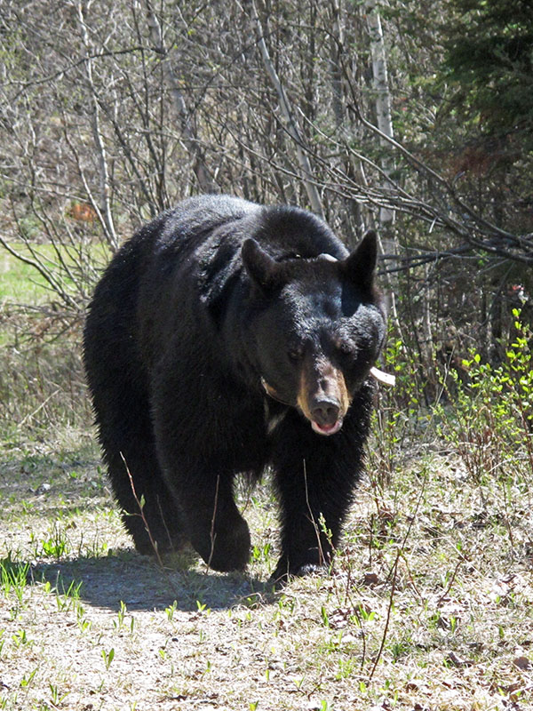 Braveheart approaches