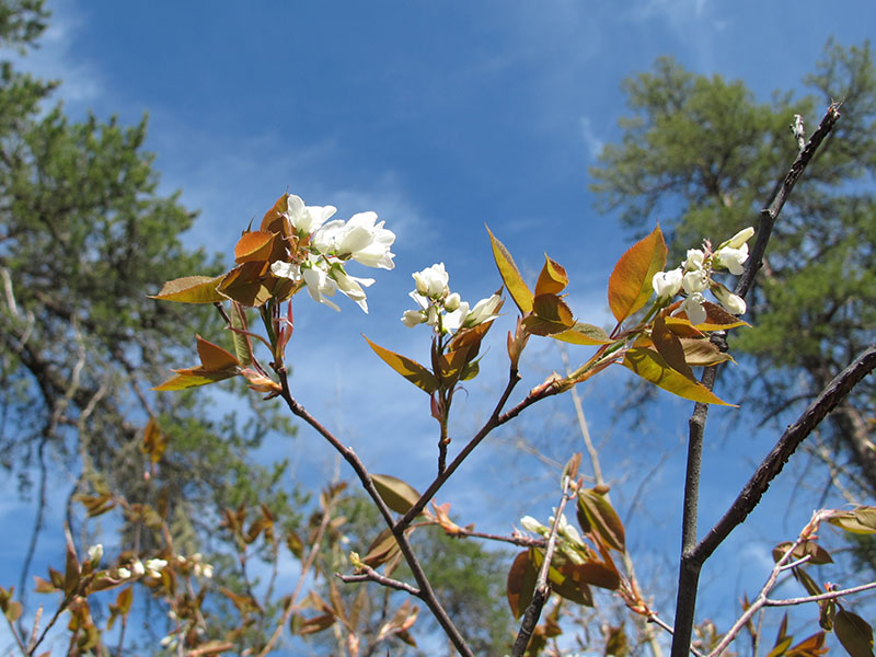 Juneberry blossoms
