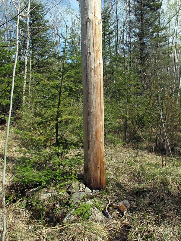 Utility pole bears have marked