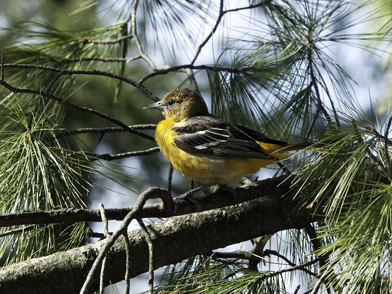 Female Baltimore Oriole