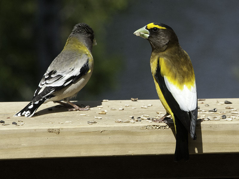 Evening Grosbeaks - May 27, 2013