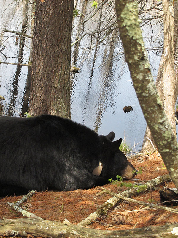 June rests near cub tree  