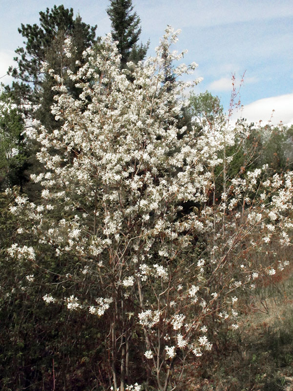 Juneberry blossoms