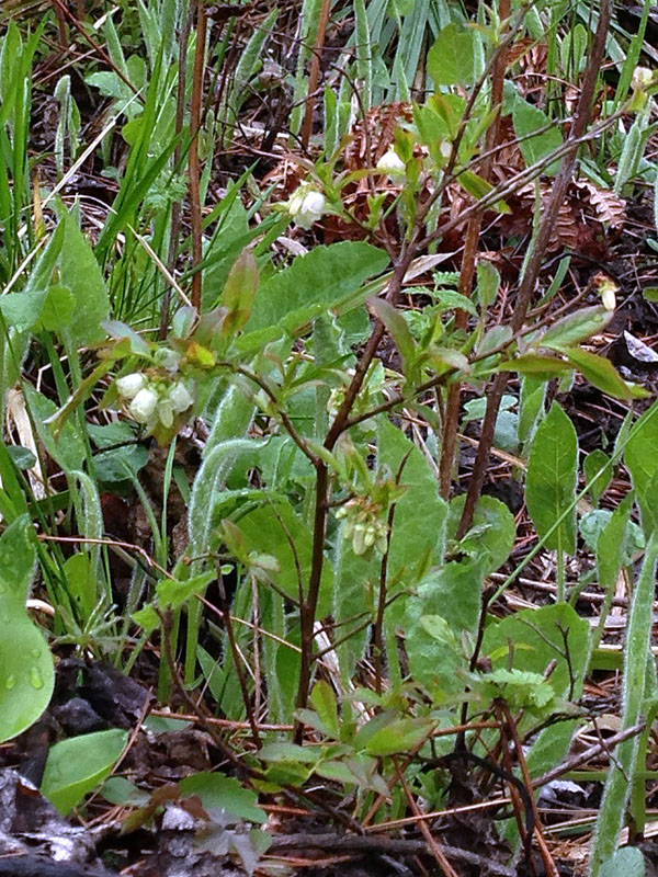 Blueberry blossoms