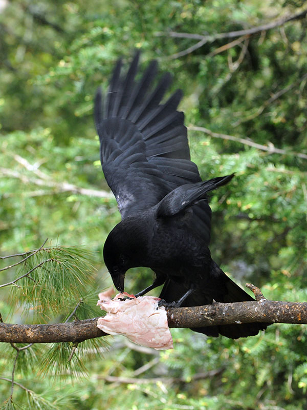 American Crow