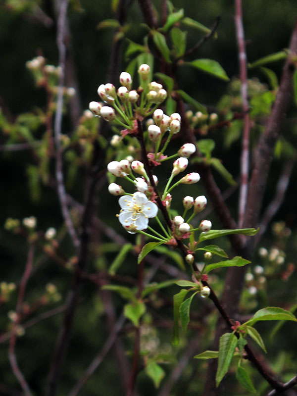 Pincherry in morning light