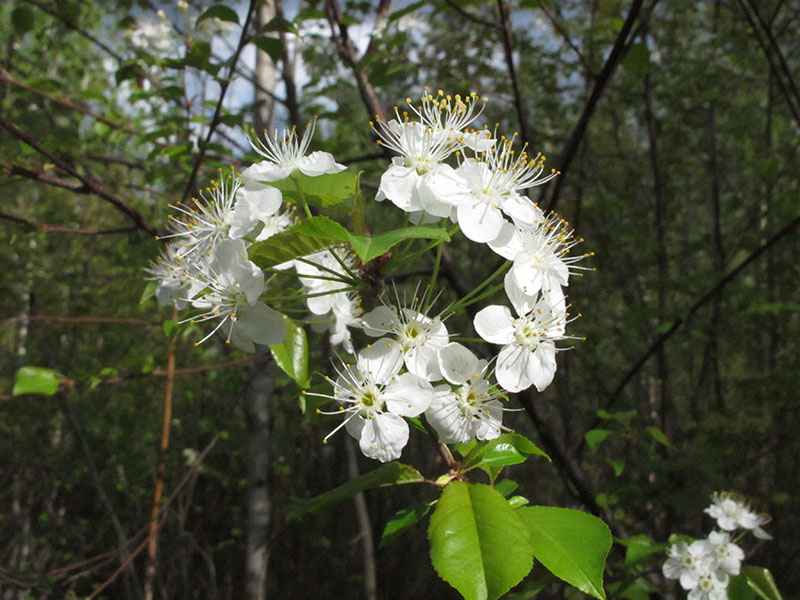 Pincherry in full bloom