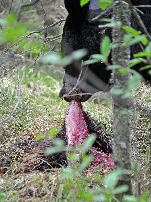 June feeds on beaver - May 31, 2013