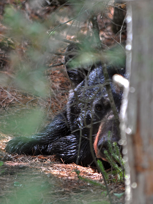 June rests - May 31, 2013