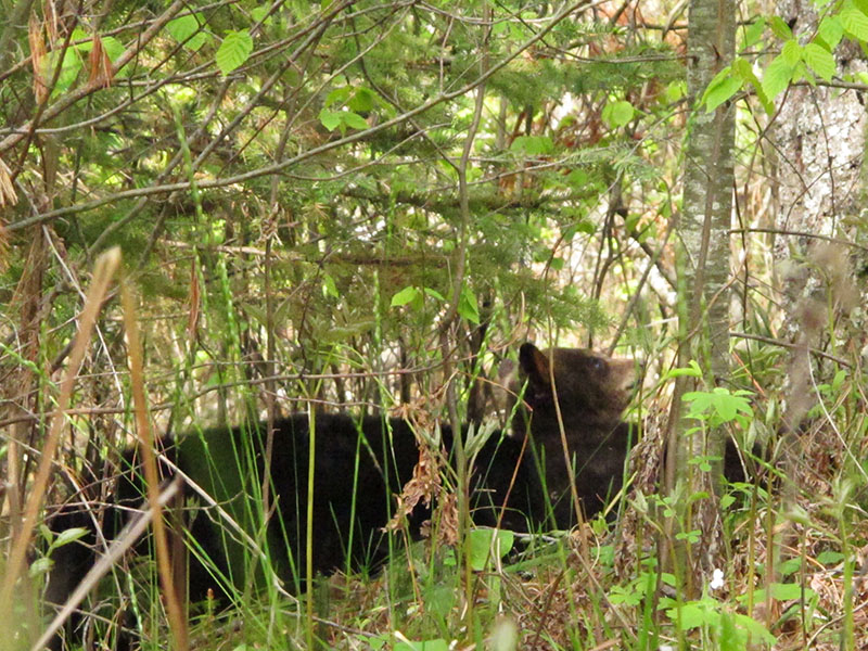 Ellie next to resting Lily