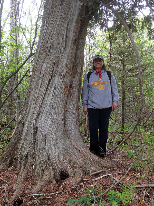 Ursula's huge cedar bed tree