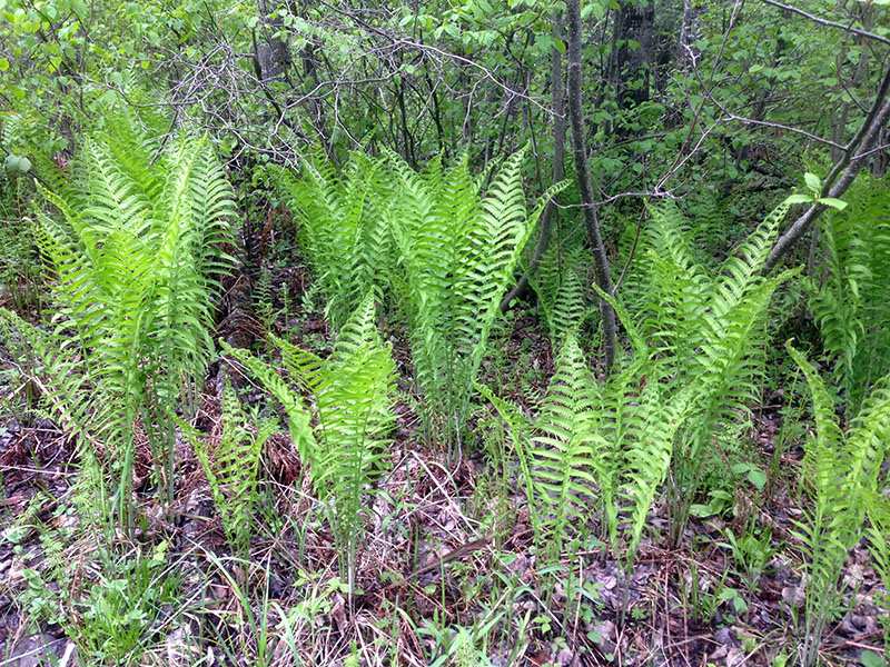 Ostrich fern