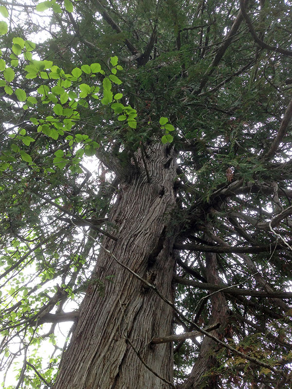 Ursula and cubs in tree...somewhere
