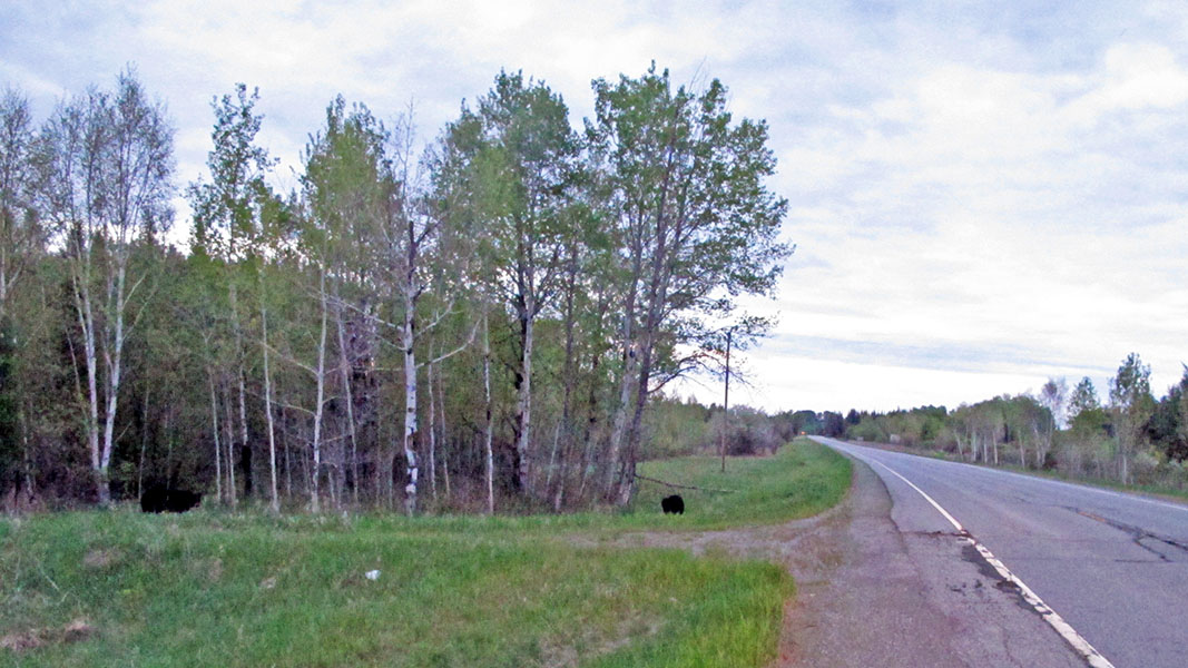 Dot follows big male - June 6, 2013