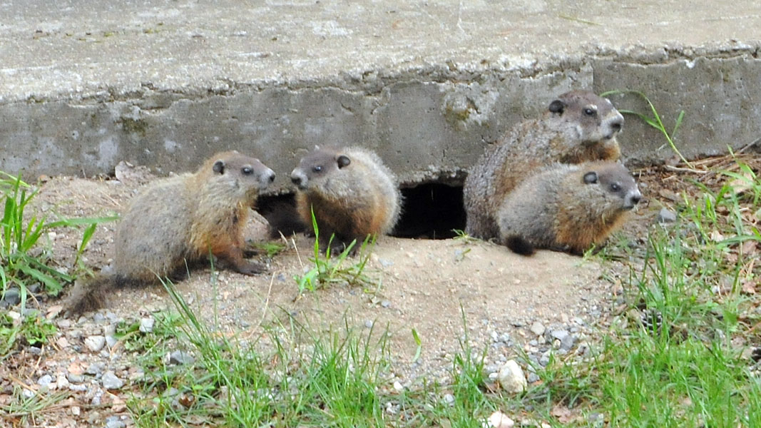 Wookchuck with 3 of her 5 young