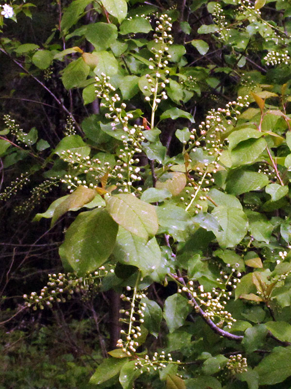 Chokecherry buds