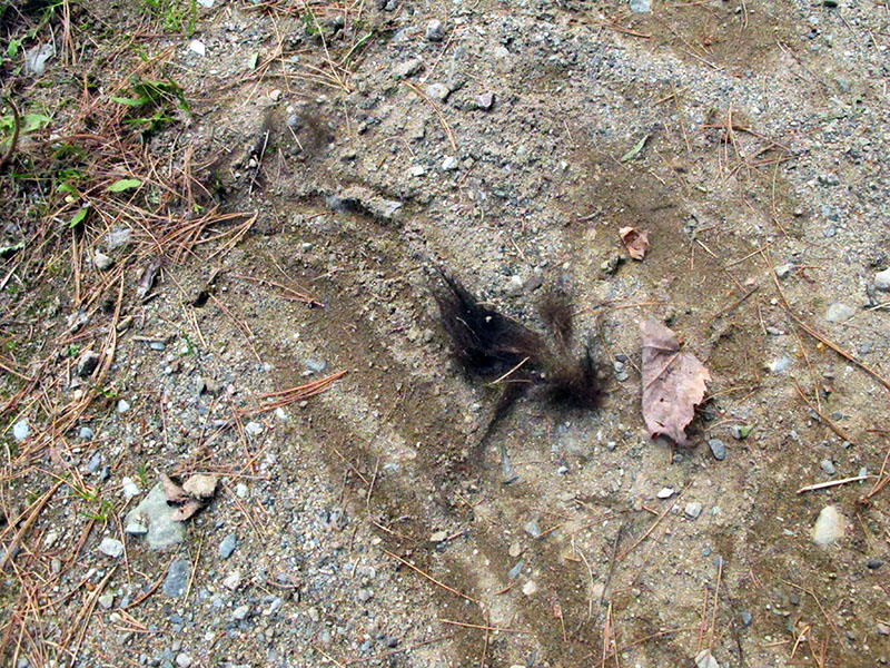 Signs of mating battle - June 6, 2013