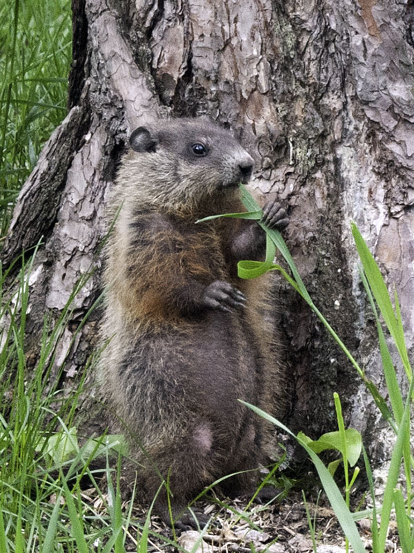 Young woodchuck eats grass