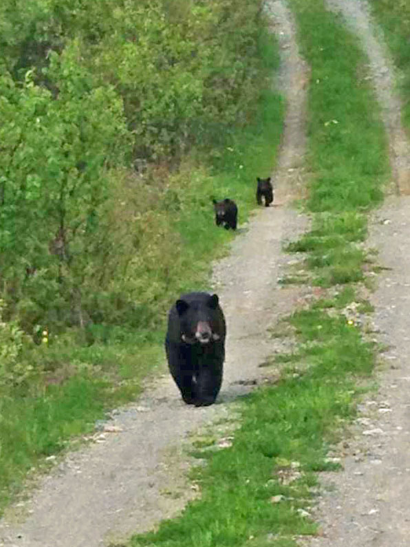 June & cubs on logging road