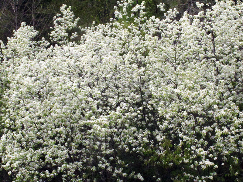 Abundant pincherry blossoms