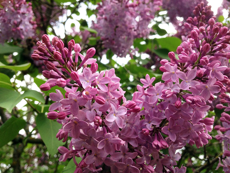 Lilacs in bloom