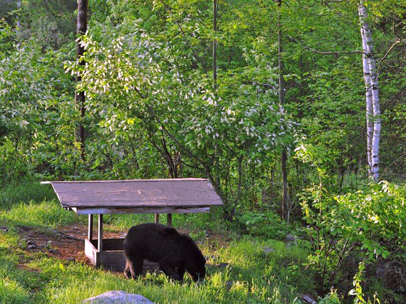 20130611 Bear at feeder
