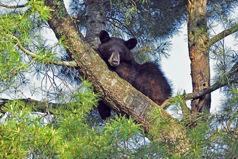 20130611 Bear sleeping in wh pine