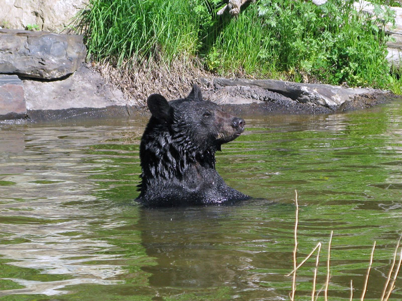 Lucky cools off in the pond