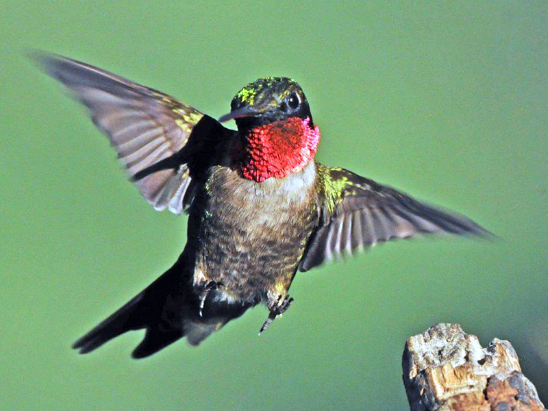 Coming in for a landing