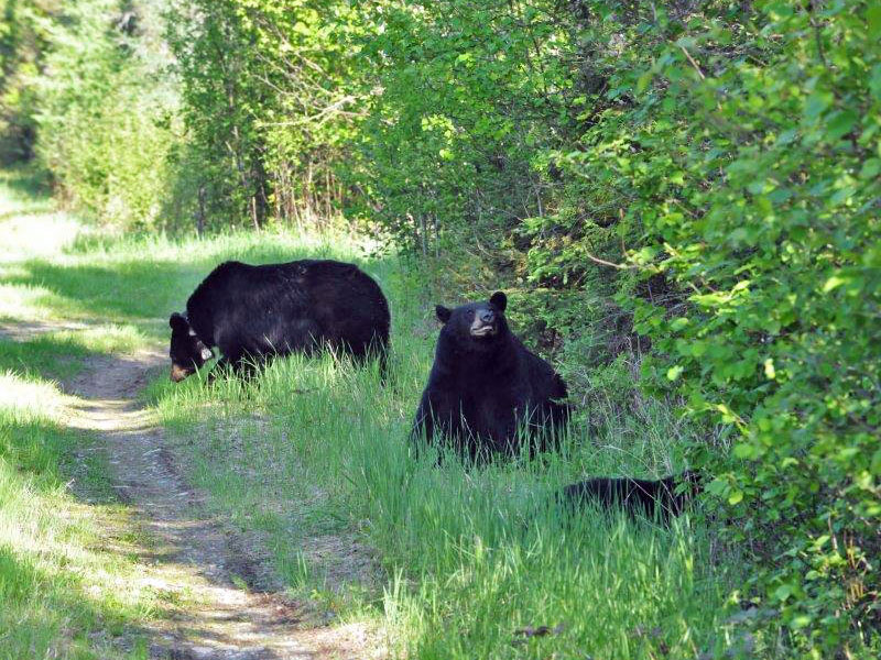 Dot, male (scenting). and Jewel