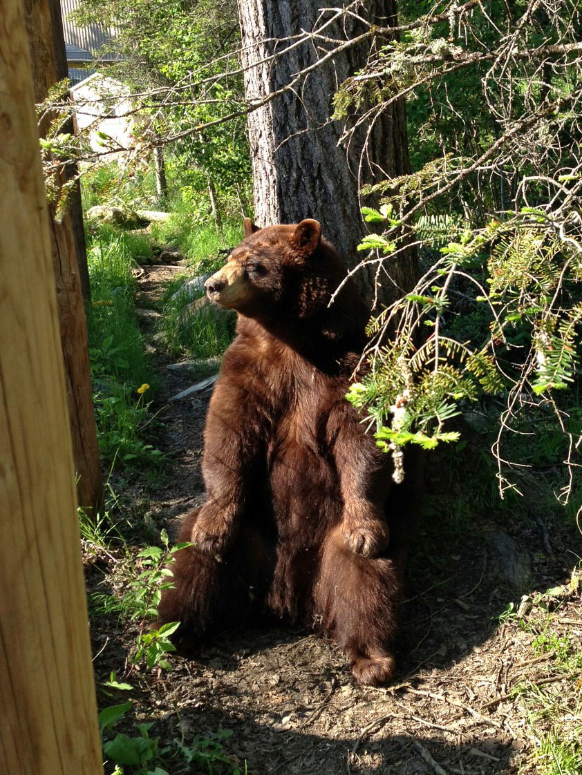 Honey waits outside Ted's enclosure
