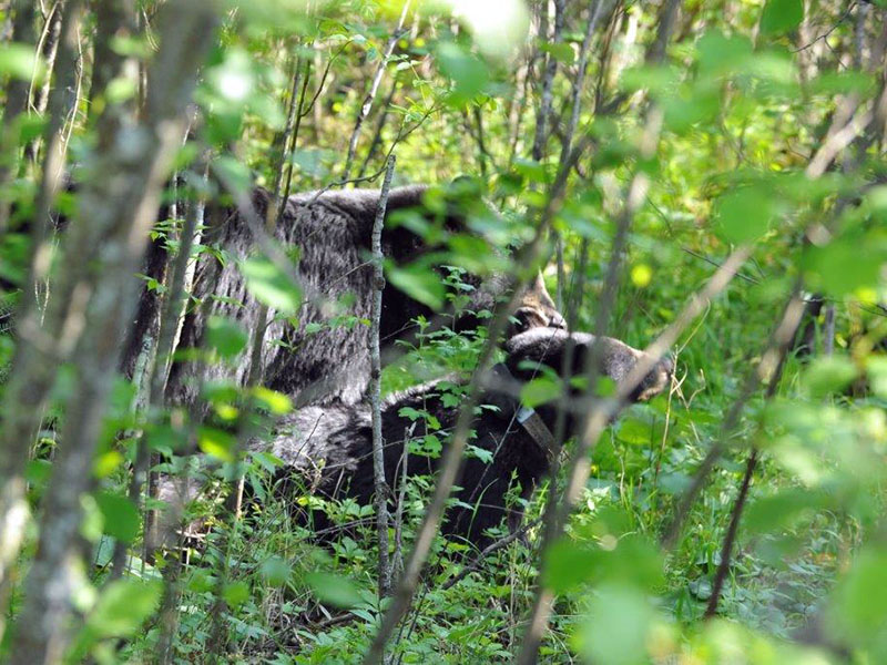 20130613 Male and Jewel