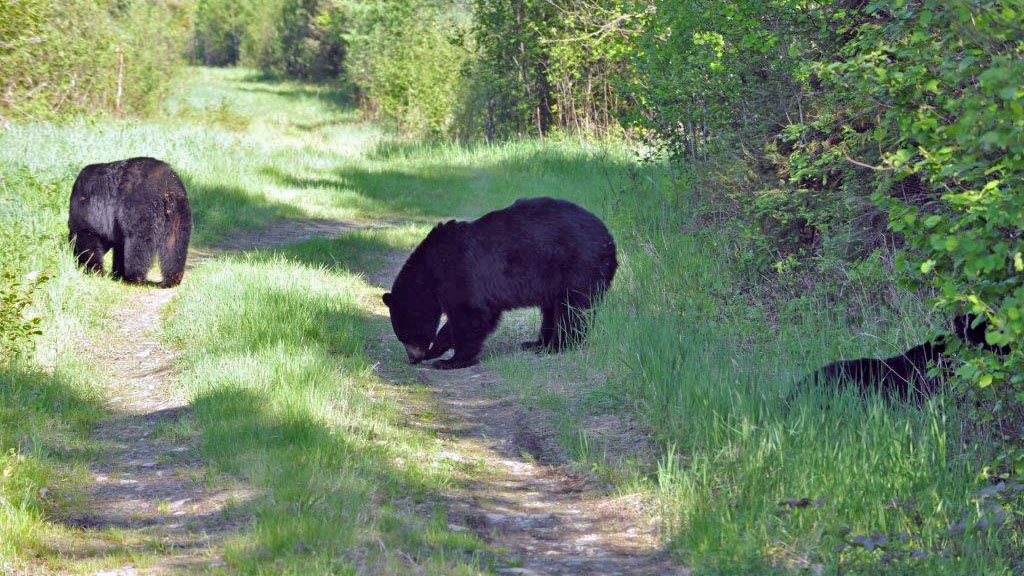 Male sniffing and licking