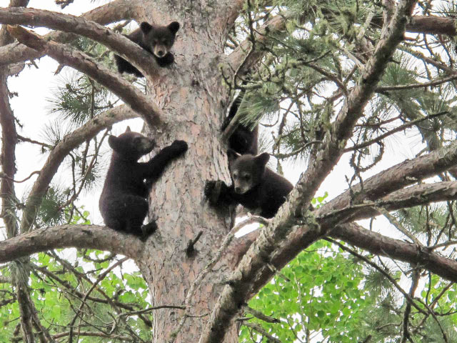 Donna's four cubs