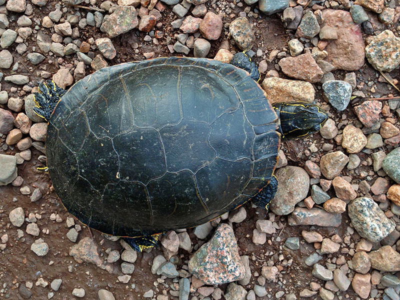 Painted turtle