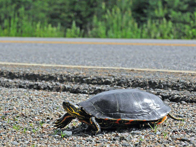 Painted turtle by highway