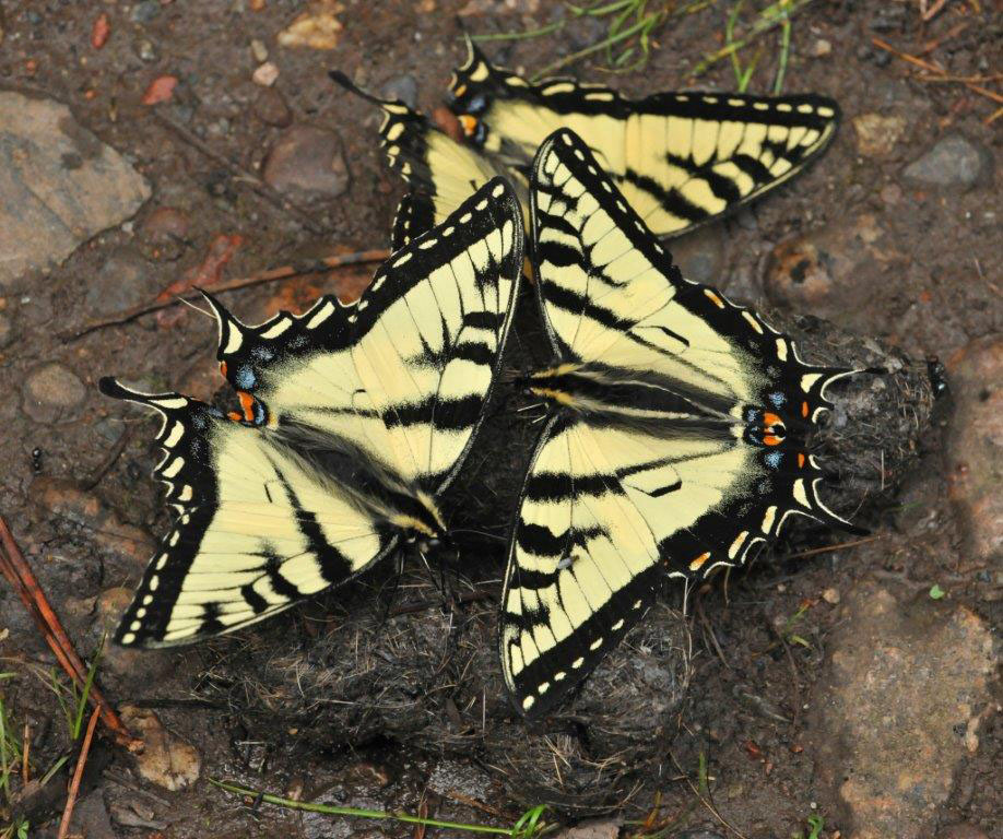 Swallowtails on wolf scat