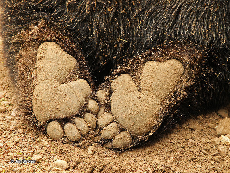 Ted hind feet