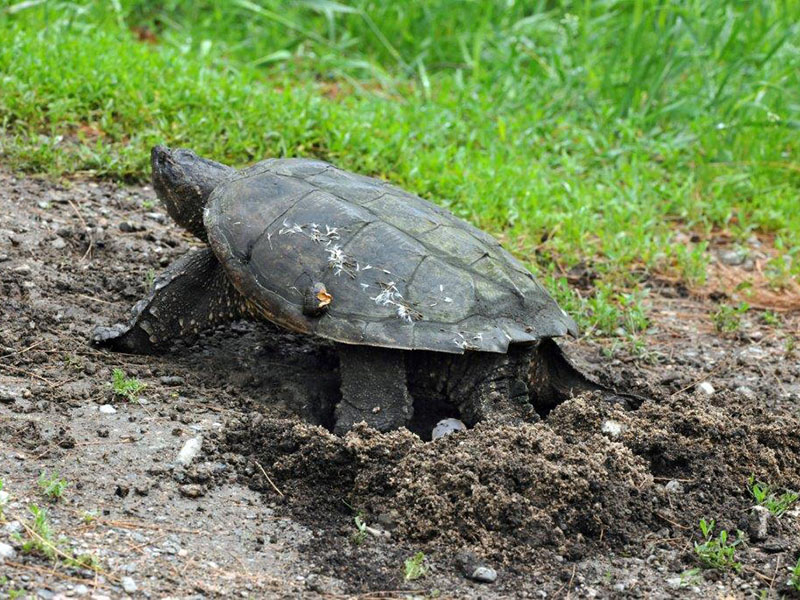 Snapper laying eggs