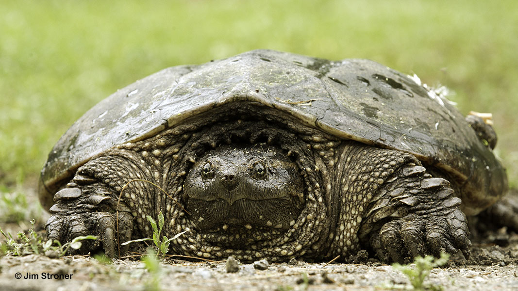 Snapper portrait