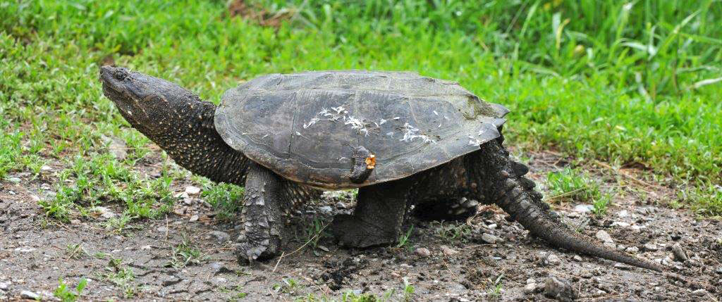 Snapper walks away