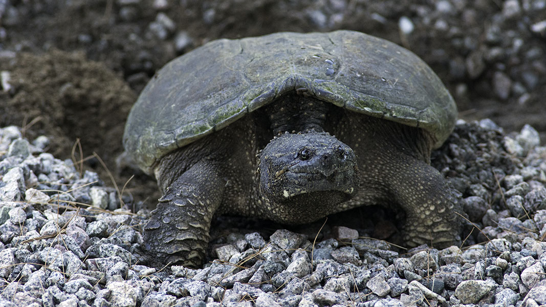 Snapping turtle