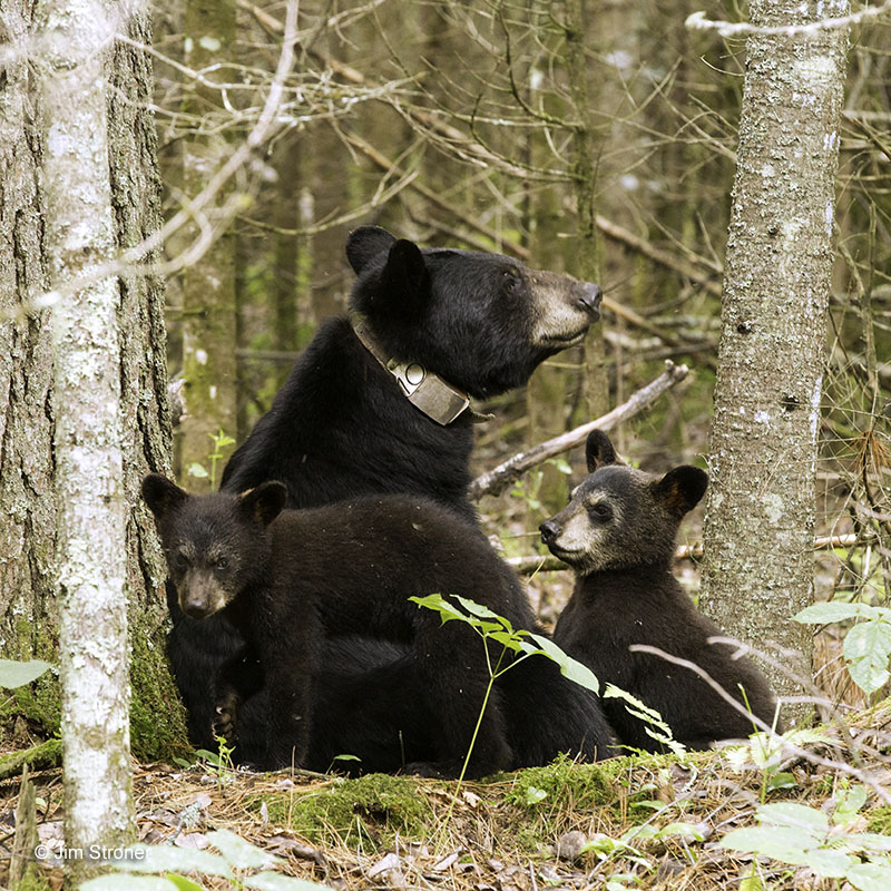 June and cubs