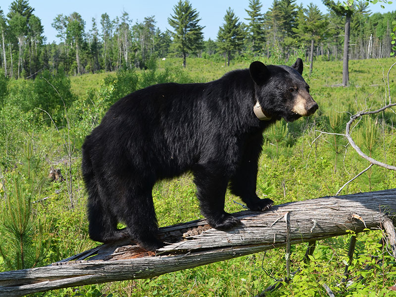 June standing on log