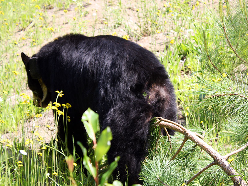 Lily straddling red pine