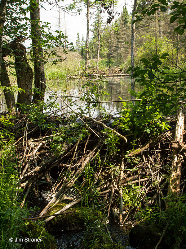 Tiered beaver dams