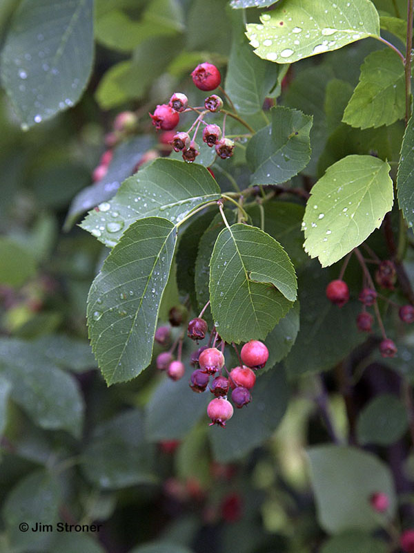 Juneberries are ripening