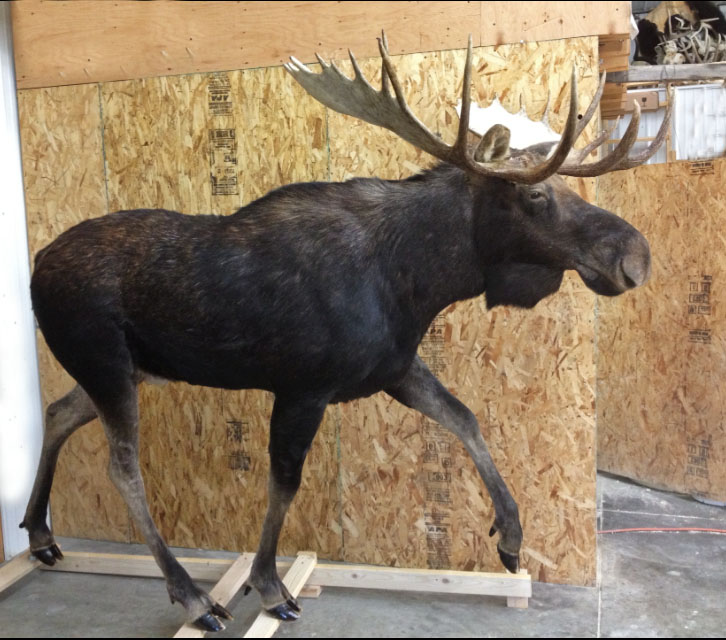Moose mount